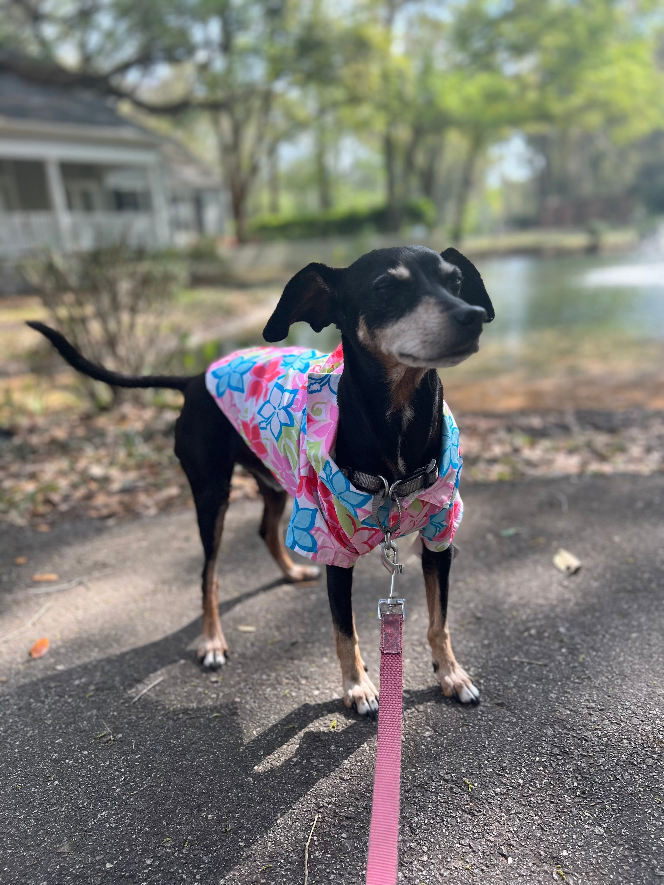 Worthy 2025 dog raincoat