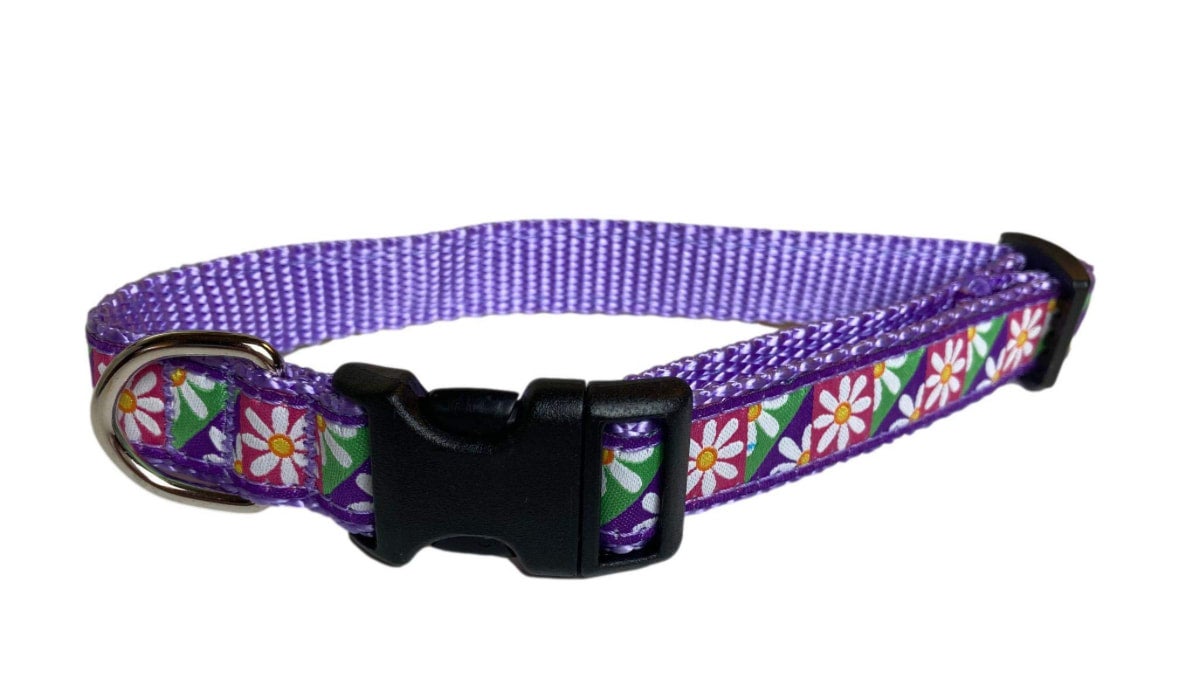 Preston scuba dog collar and leash Sweet Paws Bakery 5330 SW 91st Terr Gainesville FL 32608 352 317 1044